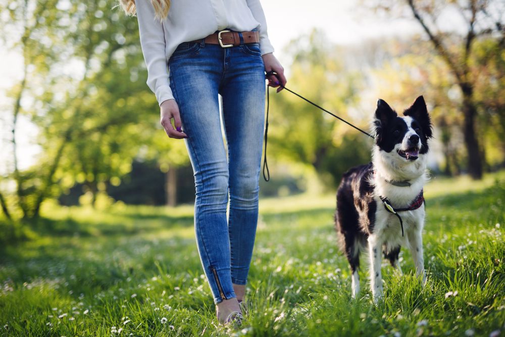 Important Reasons to Walk the Dog - ActiveBeat