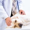 Anemia in Dogs: Symptoms and Treatments