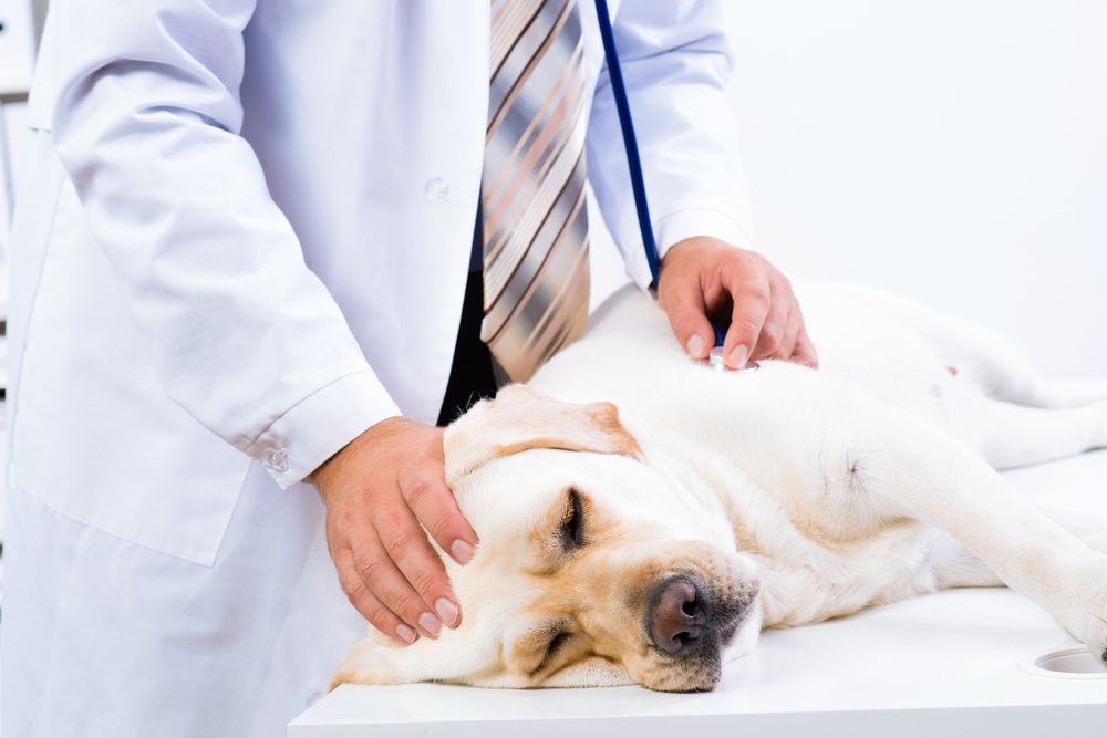 Anemia in Dogs Symptoms and Treatments Page 4 of 12 ActiveBeat