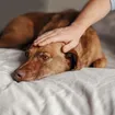 Tumor cerebral en perros: Síntomas y opciones de tratamiento