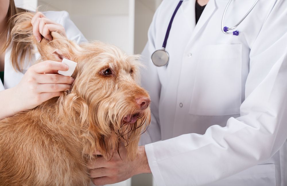 Ear Infection in Dogs Symptoms and Treatments ActiveBeat