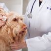 Ear Infection in Dogs: Symptoms and Treatments