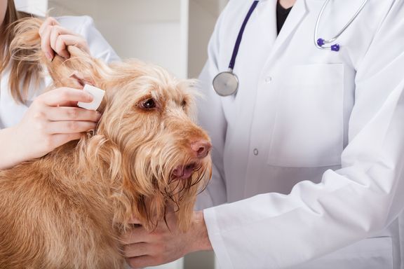 Ear Infection in Dogs: Symptoms and Treatments