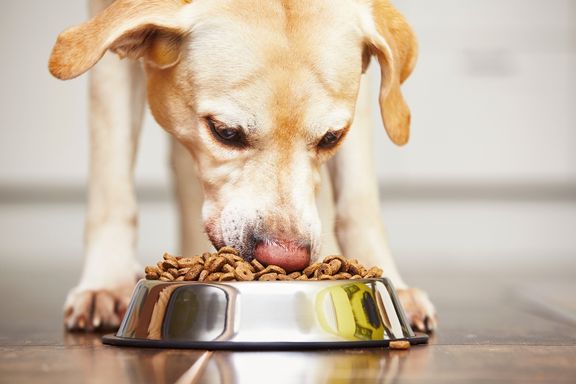 Alimentos que jamás deberías darle a tu perro