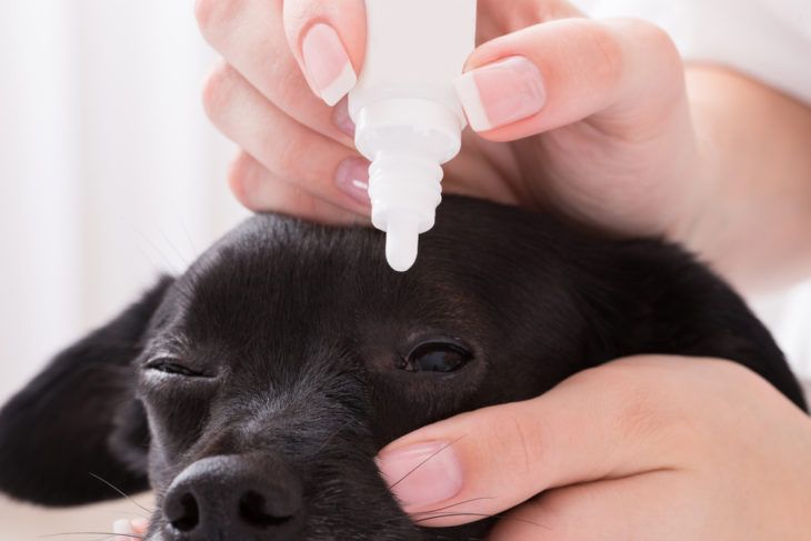 Eye Infection in Dogs: Symptoms and Treatments - ActiveBeat