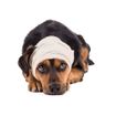 Brain Tumor in Dogs: Symptoms and Treatment Options