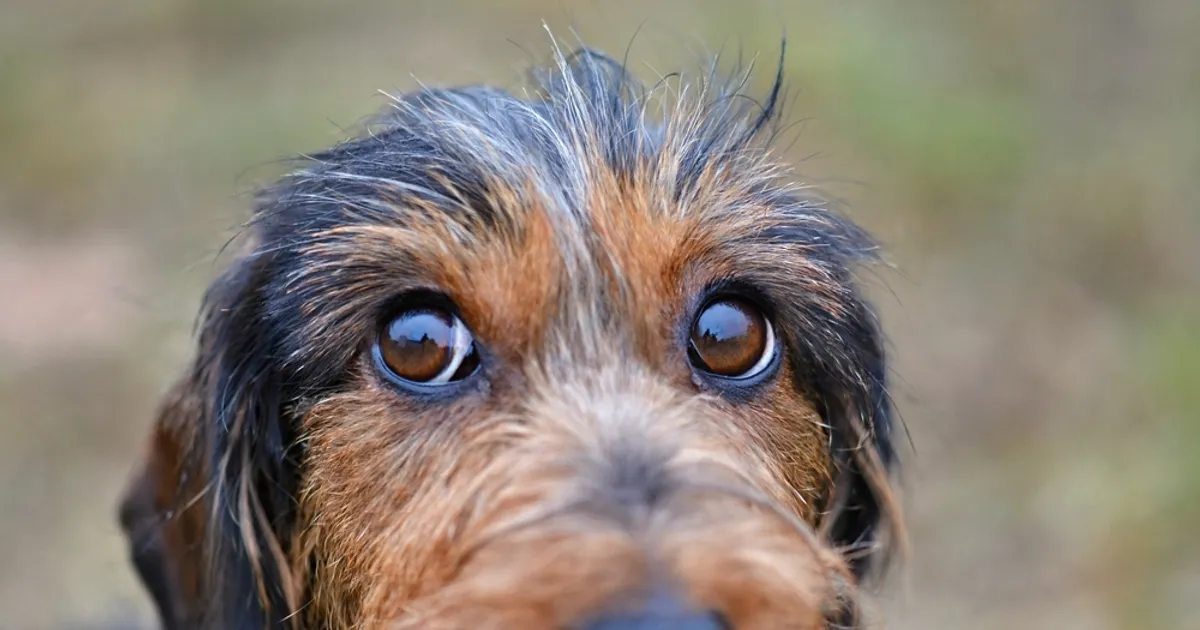 Blepharitis in Dogs Symptoms and Treatments Page 7 of 12 ActiveBeat