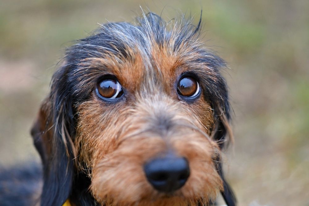 Blepharitis In Dogs Symptoms And Treatments Activebeat