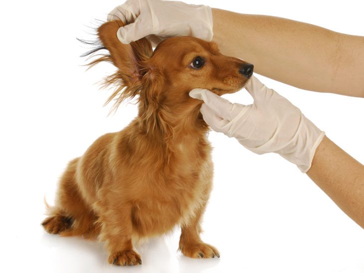 Ear Infection in Dogs Symptoms and Treatments ActiveBeat