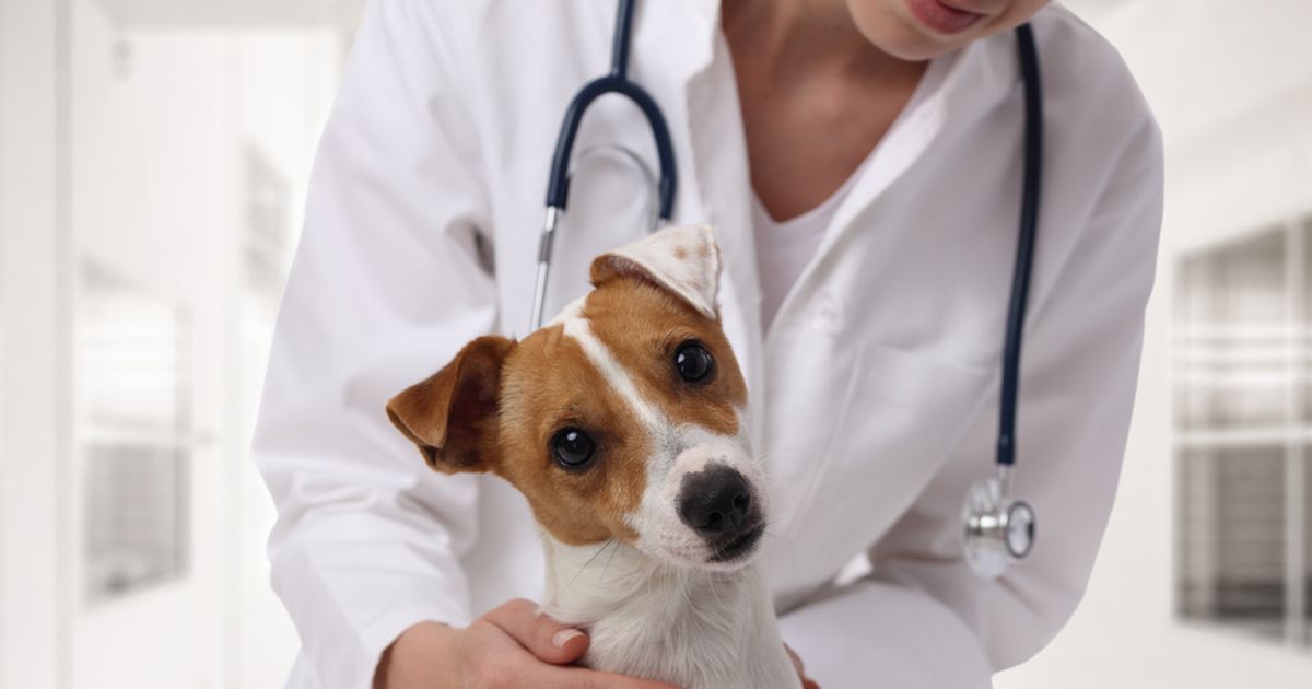 Tapeworms in Dogs Symptoms and Treatments ActiveBeat