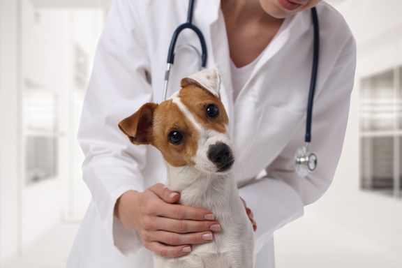Tapeworms in Dogs: Symptoms and Treatments