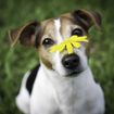 Allergies in Dogs and Puppies: Signs, Causes, and Treatment