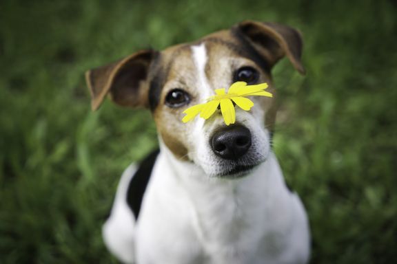 Allergies in Dogs and Puppies: Signs, Causes, and Treatment