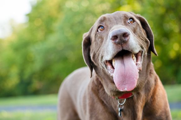 Brucellosis in Dogs: Symptoms and Treatments