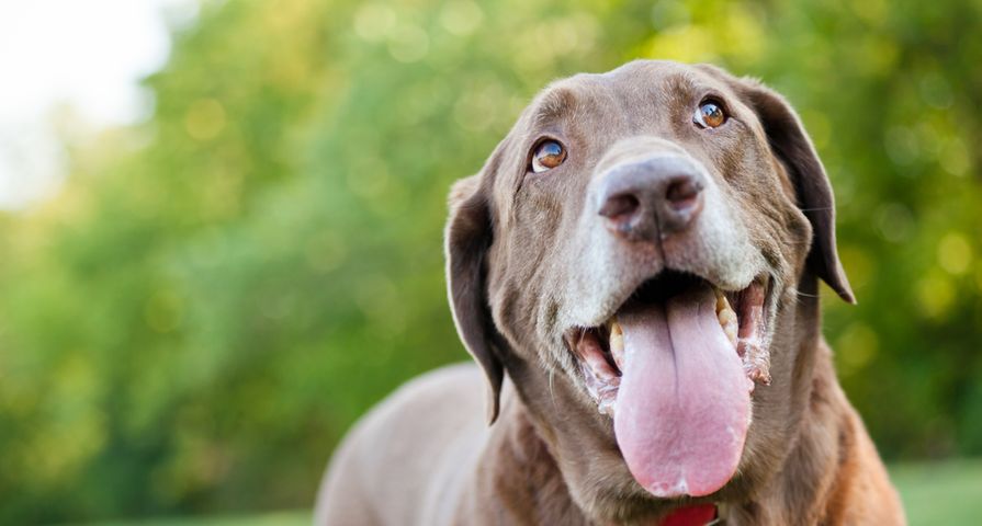 Brucellosis in Dogs: Symptoms and Treatments - ActiveBeat