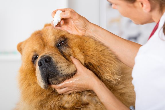 Eye Infection in Dogs: Symptoms and Treatments