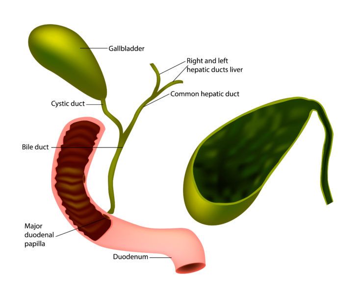 Liver Cirrhosis in Children: Symptoms, Causes, and Treatment Options to ...