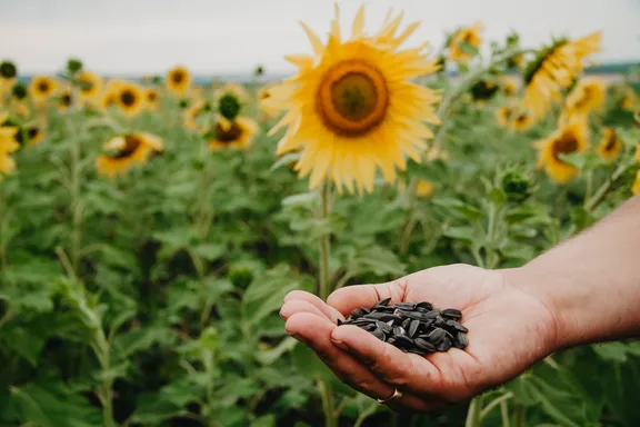 The Health Benefits of Eating Sunflower Seeds