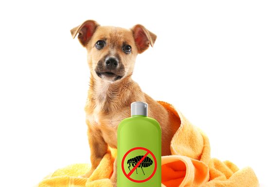 Signs That Your Dog May Have Fleas
