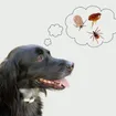 Fleas vs. Ticks: Similarities and Differences