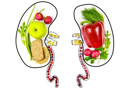 Foods Good For Your Kidneys