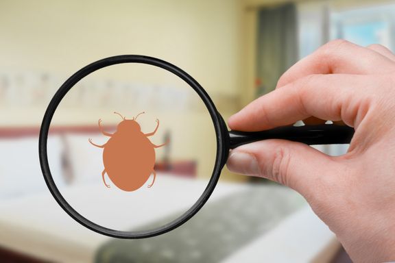 Popular Home Remedies for Bed Bugs