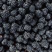 Blackberry-Related Hepatitis A Outbreak in Six States