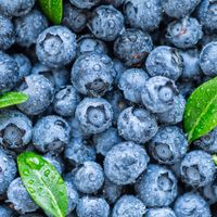 The Incredible Health Benefits of Blueberries