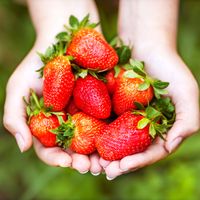 The Incredible Health Benefits of Strawberries