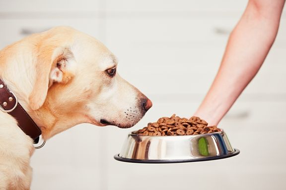Healthy and Affordable Dog Food Options