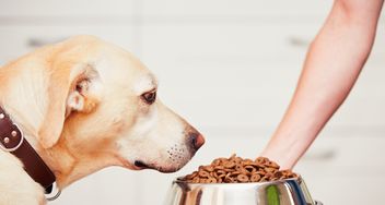 healthy option dog food