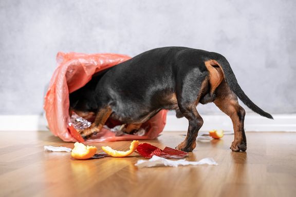 Household Hazards for Dogs