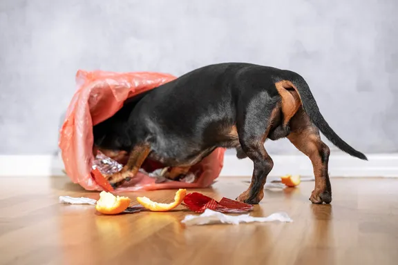 Household Hazards for Dogs