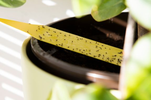 Popular Home Remedies for Gnats