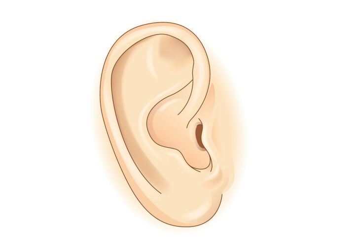 Picture of a ear