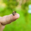 How to Care for Bee, Wasp, and Hornet Stings