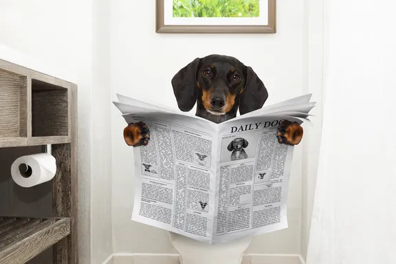 Home Remedies for Constipation in Dogs