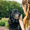 Dolencias comunes en perros mayores