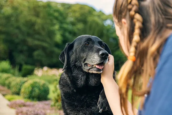 Common Ailments for Aging Dogs