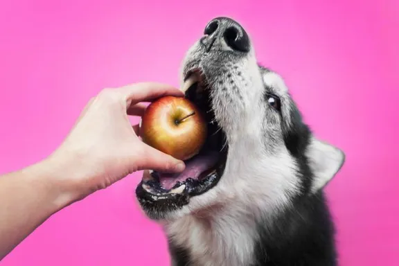 15 alimentos que nunca deberías darle a tu perro