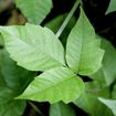 Poison Ivy Rash: Signs, Symptoms, Treatment, and Prevention