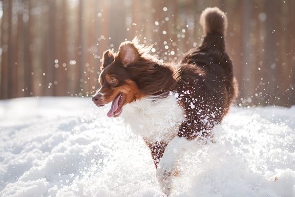 Ways to Protect Your Dog from Cold Weather Health Hazards