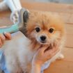 Choosing the Right Grooming Brush for Your Dog
