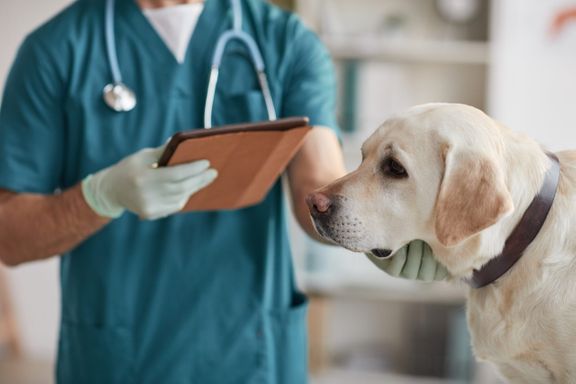 Lymphoma in Dogs: Types, Symptoms, Causes and Treatment