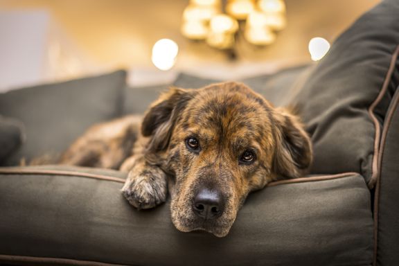 Dog Depression: Signs, Causes and Treatment