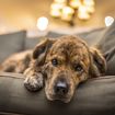 Dog Depression: Signs, Causes and Treatment