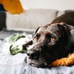 Ways To Know If Your Dog Is In Pain