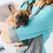 Kidney Disease in Dogs: Signs, Causes, and Treatments