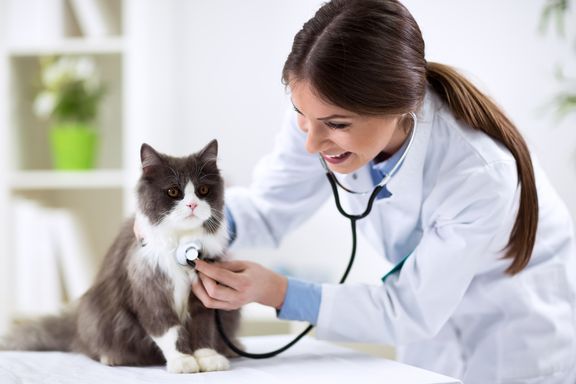 Kidney Disease in Cats: Signs, Causes, Treatments, and Prevention