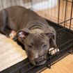 A Guide to Crate Training Your Puppy